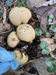 Scleroderma citrinum