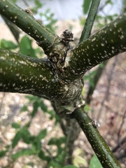 Laburnum anagyroides