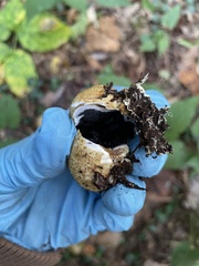 Scleroderma citrinum