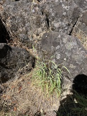 Arrhenatherum elatius
