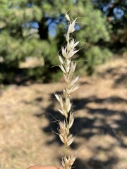 Arrhenatherum elatius