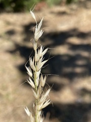 Arrhenatherum elatius
