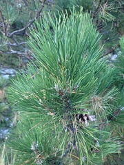 Pinus