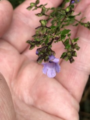 Prostanthera violacea
