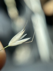 Arrhenatherum elatius