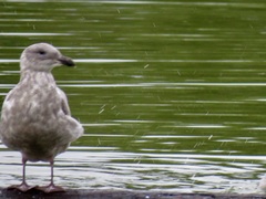 Larus glaucescens
