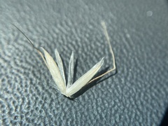 Arrhenatherum elatius
