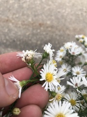 Symphyotrichum pilosum
