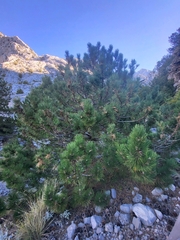 Pinus