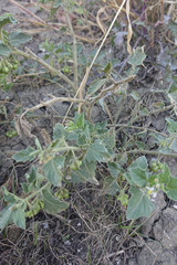 Solanum physalifolium nitidibaccatum