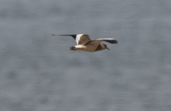 Vanellus resplendens