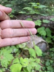 Bromus vulgaris