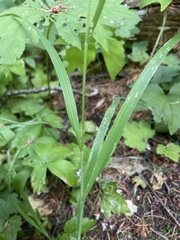 Bromus vulgaris