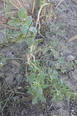 Solanum physalifolium nitidibaccatum