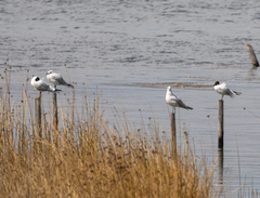 Chroicocephalus serranus