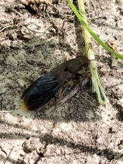 Platydracus maculosus