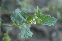 Solanum physalifolium nitidibaccatum