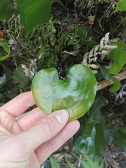 Hymenophyllum nephrophyllum