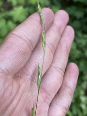 Bromus vulgaris