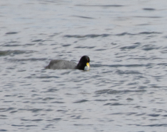 Fulica ardesiaca