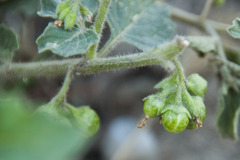 Solanum physalifolium nitidibaccatum