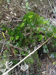 Hymenophyllum nephrophyllum