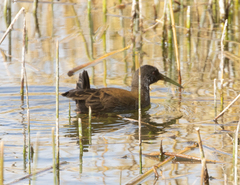 Pardirallus sanguinolentus