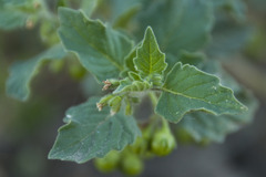 Solanum physalifolium nitidibaccatum