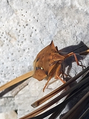 Carpocoris fuscispinus