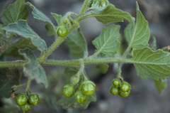 Solanum physalifolium nitidibaccatum