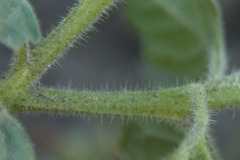 Solanum physalifolium nitidibaccatum