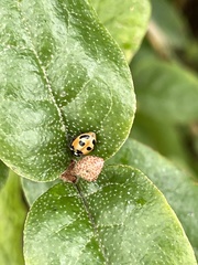 Hippodamia parenthesis