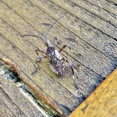 Leptoglossus occidentalis