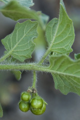 Solanum physalifolium nitidibaccatum