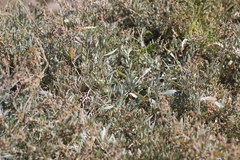 Atriplex portulacoides