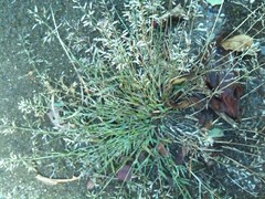 Eragrostis minor
