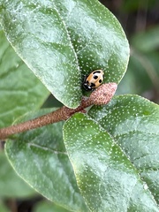 Hippodamia parenthesis