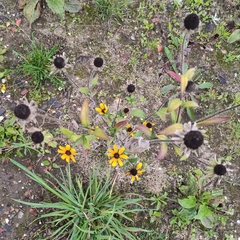 Rudbeckia hirta