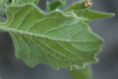 Solanum physalifolium nitidibaccatum