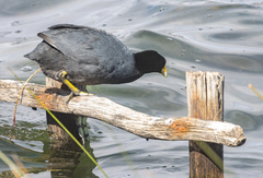 Fulica ardesiaca