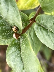 Hippodamia parenthesis