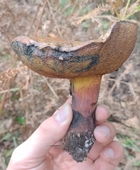 Neoboletus