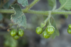 Solanum physalifolium nitidibaccatum