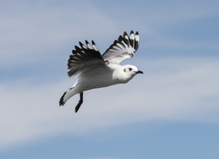 Chroicocephalus serranus