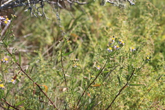 Tripolium pannonicum