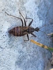 Cimicomorpha