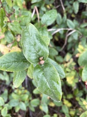 Hippodamia parenthesis