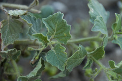 Solanum physalifolium nitidibaccatum