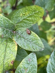 Hemiptera