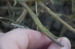 Solanum physalifolium nitidibaccatum